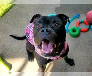 Staffordshire Bull Terrier-Unknown Mix Dogs for adoption in Raleigh, NC, USA