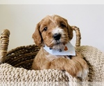 Small Photo #4 Australian Labradoodle Puppy For Sale in SEATTLE, WA, USA