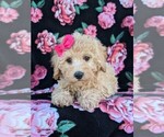 Small Photo #5 Poochon Puppy For Sale in LEOLA, PA, USA
