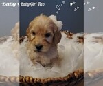 Puppy 5 Goldendoodle