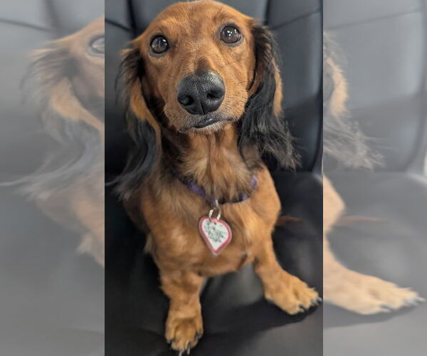 Medium Photo #6 Dachshund Puppy For Sale in Shelbyville, TN, USA