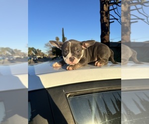 American Bully Puppy for sale in SACRAMENTO, CA, USA
