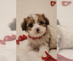 Puppy Frankincense Cavapoo