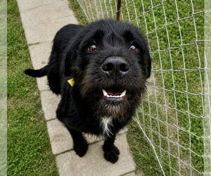 Fletch - Male Mutt Dog for Adoption - Photo #4