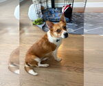 Small #3 Pembroke Welsh Corgi Mix