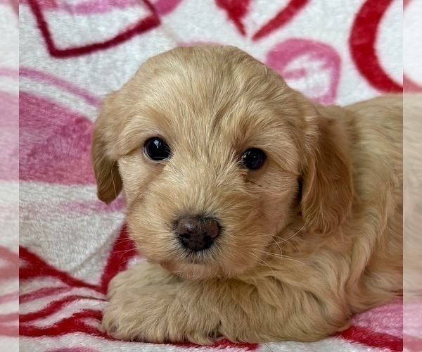 Medium Photo #6 Cavapoo (Miniature) Puppy For Sale in WAUSEON, OH, USA