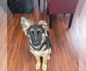 German Shepherd Dog Puppy for sale in ARVADA, CO, USA