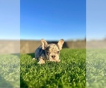 Small #9 French Bulldog