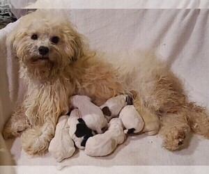 Mother of the Havanese-Maltipoo Mix puppies born on 02/02/2022