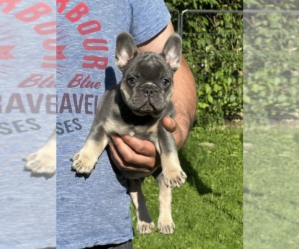 Medium Photo #4 French Bulldog Puppy For Sale in MC GRAW, NY, USA