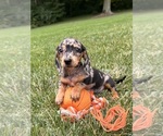 Small #2 Dachshund