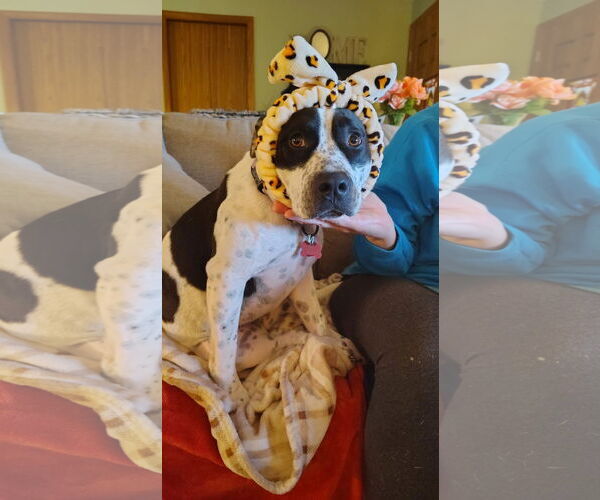 Medium Photo #2 Mutt Puppy For Sale in New London, WI, USA