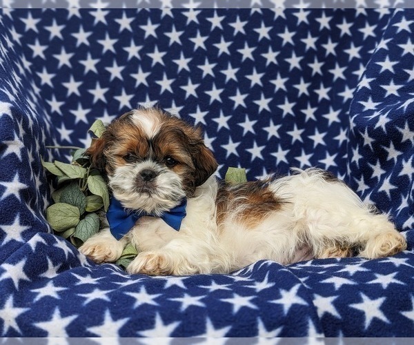 Medium Photo #4 Shih Tzu Puppy For Sale in OXFORD, PA, USA