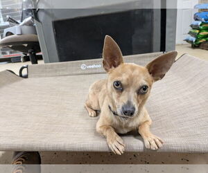 Chihuahua-Unknown Mix Dogs for adoption in Albemarle, NC, USA