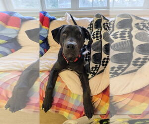 Rottweiler-Unknown Mix Dogs for adoption in Rockaway, NJ, USA