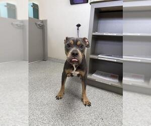 American Pit Bull Terrier-Unknown Mix Dogs for adoption in Pasadena, TX, USA
