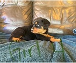 Small Photo #4 Rottweiler Puppy For Sale in LAFAYETTE, IN, USA