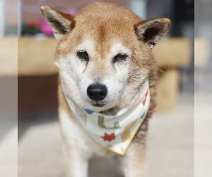 Shiba Inu-Unknown Mix Dogs for adoption in San Antonio, TX, USA