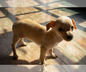 Chihuahua Puppy for sale in ALBANY, NY, USA