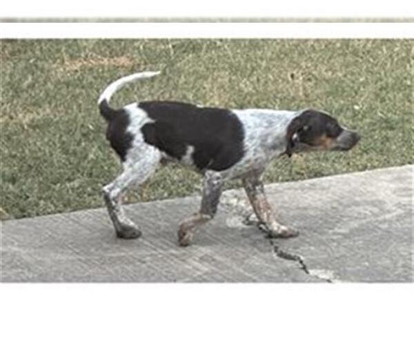 Medium Photo #1 Mutt Puppy For Sale in San Antonio, TX, USA