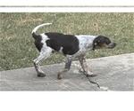 Small Mutt