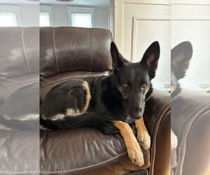 German Shepherd Dog Dogs for adoption in Cliffwood, NJ, USA
