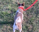 Small #4 Rat Terrier