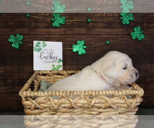 Medium Photo #12 English Cream Golden Retriever Puppy For Sale in CLOVIS, CA, USA