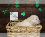 Small Photo #12 English Cream Golden Retriever Puppy For Sale in CLOVIS, CA, USA