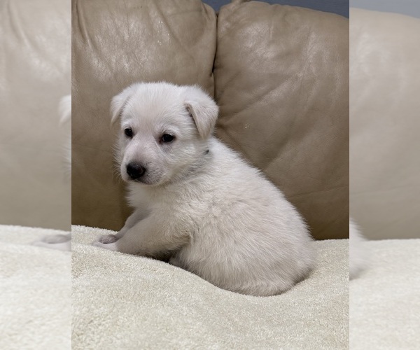 Medium Photo #8 German Shepherd Dog Puppy For Sale in BRIGHTON, CO, USA