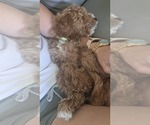 Small #2 Cock-A-Poo