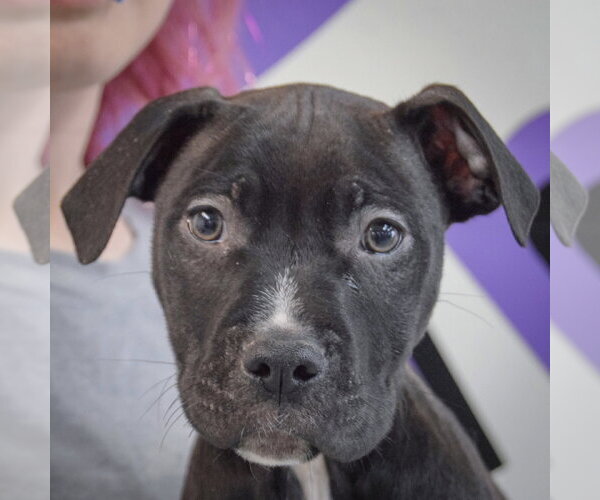 Medium Photo #5 American Staffordshire Terrier-Boxer Mix Puppy For Sale in Huntley, IL, USA