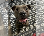 Small #3 American Pit Bull Terrier Mix