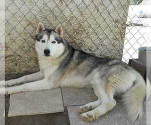 Siberian Husky Puppy for sale in PALMDALE, CA, USA
