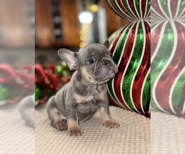 Medium Photo #16 French Bulldog Puppy For Sale in HILTON, NY, USA
