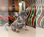 Small Photo #16 French Bulldog Puppy For Sale in HILTON, NY, USA