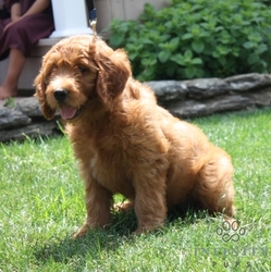 Goldendoodle Puppy for sale in GAP, PA, USA