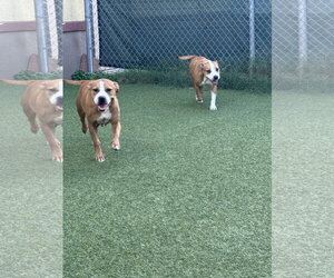 Maple - Female Labrador Retriever-Unknown Mix Dog for Adoption - Photo #4