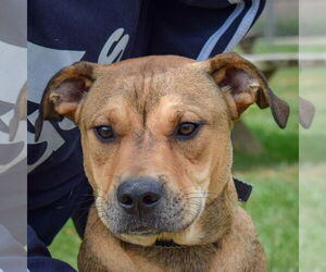 American Staffordshire Terrier-Chinese Shar-Pei Mix Dogs for adoption in Huntley, IL, USA