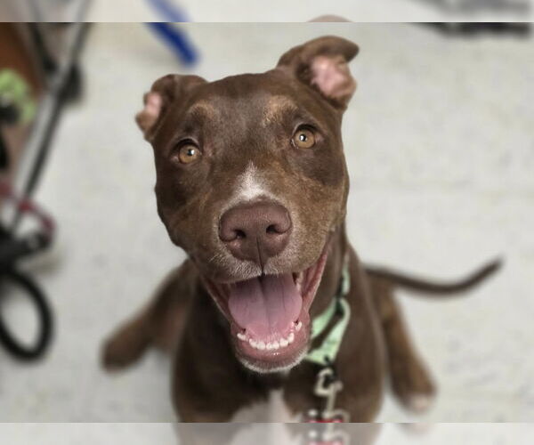 Medium Photo #1 American Pit Bull Terrier-Unknown Mix Puppy For Sale in Millersville, MD, USA