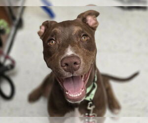 American Pit Bull Terrier-Unknown Mix Dogs for adoption in Millersville, MD, USA