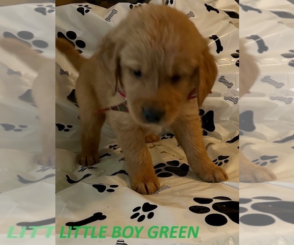 Medium Photo #1 Golden Retriever Puppy For Sale in WASHINGTON COURT HOUSE, OH, USA