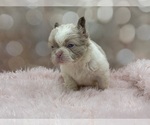 Small #9 French Bulldog