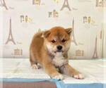 Small Photo #5 Shiba Inu Puppy For Sale in IRVINE, CA, USA