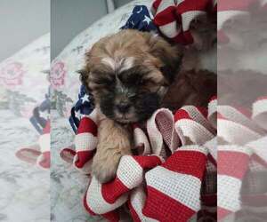 Zuchon Puppy for sale in BLOOMINGTON, IN, USA