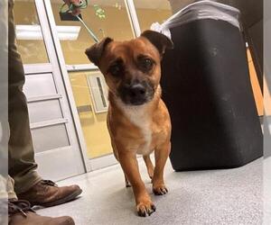 Chihuahua-Unknown Mix Dogs for adoption in Orange, CA, USA