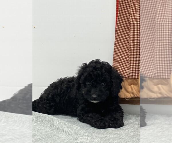 Medium Photo #5 Poodle (Miniature) Puppy For Sale in MEMPHIS, MO, USA