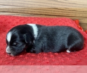 Australian Shepherd Puppy for sale in LODA, IL, USA