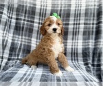 Small #8 Cavapoo (Miniature)