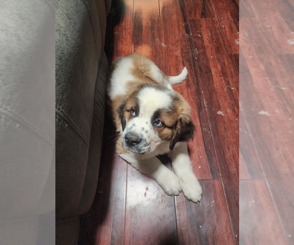 Medium Photo #4 Saint Bernard Puppy For Sale in TURLOCK, CA, USA